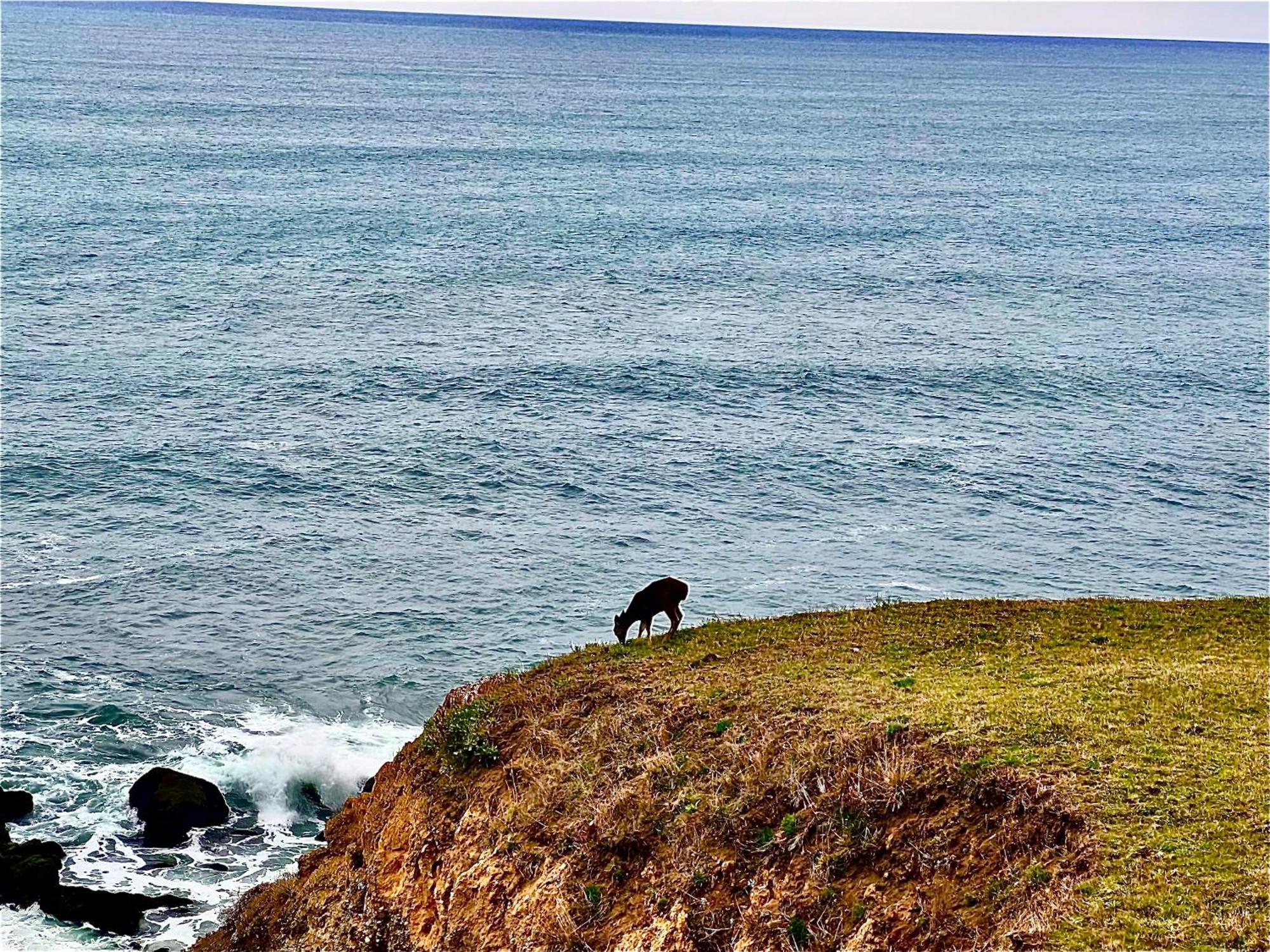 Inn Of The Lost Coast Shelter Cove Exteriér fotografie